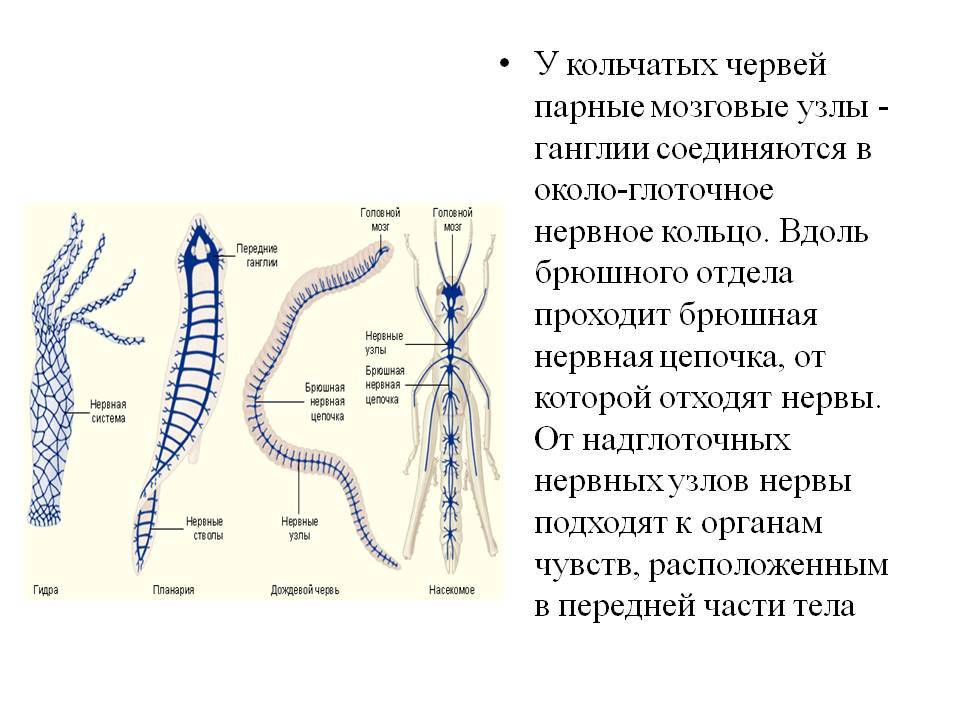 Kraken krn